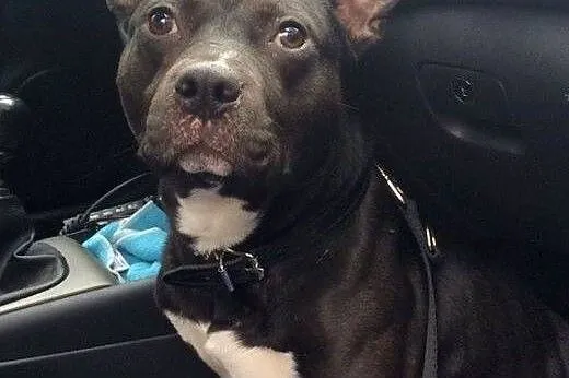 Miki- przyjcielski mix amstaff szuka domu! ,  mazo