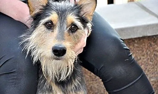 Ok. 2 letni uroczy Zbyszko szuka dobrego domu!, m