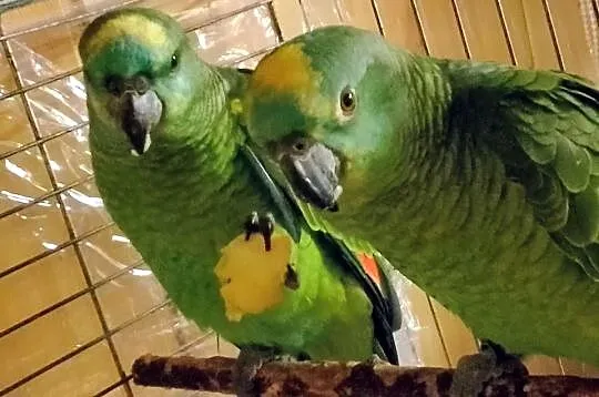 Amazonki papugi