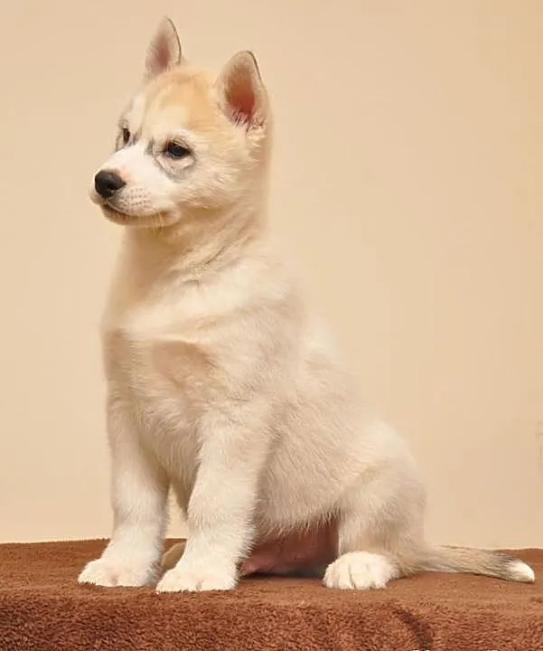 SIBERIAN HUSKY - Piękne pieski z rodowodem!