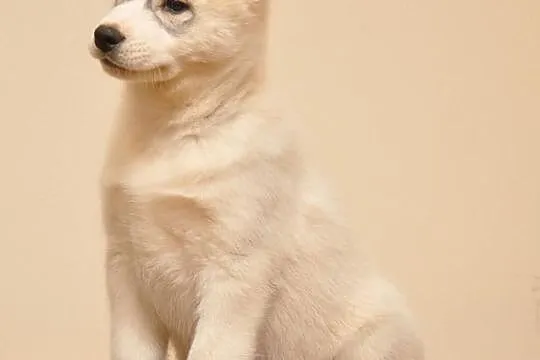 SIBERIAN HUSKY - Piękne pieski z rodowodem!