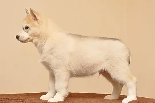 SIBERIAN HUSKY - Piękne pieski z rodowodem!