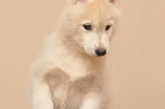SIBERIAN HUSKY - Piękne pieski z rodowodem!