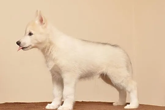 SIBERIAN HUSKY - Piękne pieski z rodowodem!