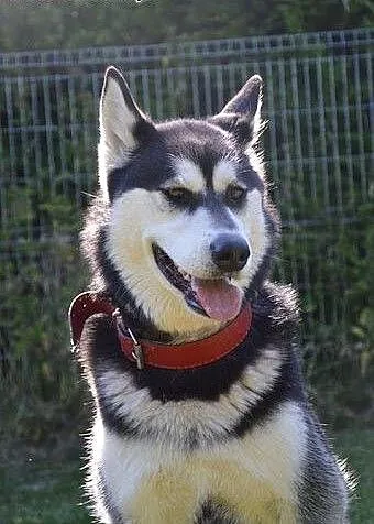 Salvi młoda, energiczna, radosna alaskan malamute