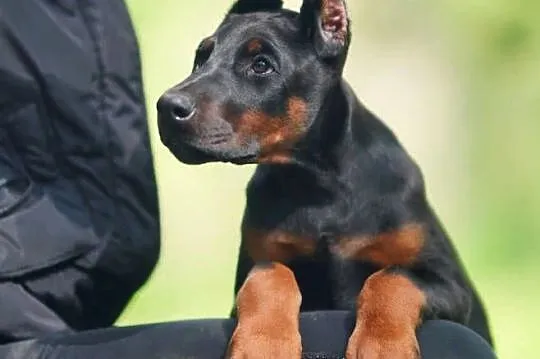Szczenięta dobermana po utytułowanych rodzicach, Mazowieckie, Warszawa