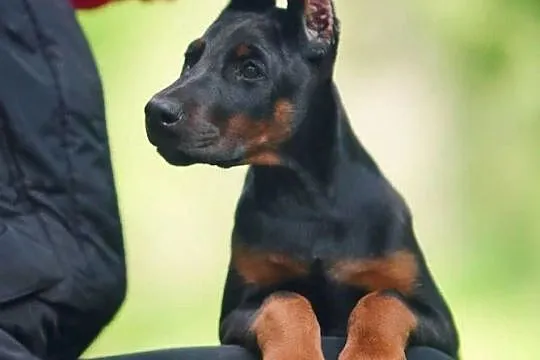 Szczenięta dobermana po utytułowanych rodzicach, Mazowieckie, Warszawa