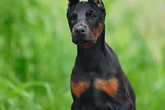 Szczenięta dobermana po utytułowanych rodzicach, Mazowieckie, Warszawa