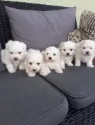 Piekne maltanskie szczenieta szczeniąt do adopcji e-mail: {{monikabroza829@gmail.com}}