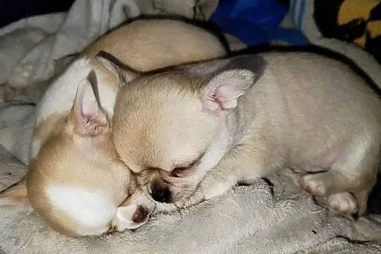 Chihuahua sunia krótkowłosa mini
