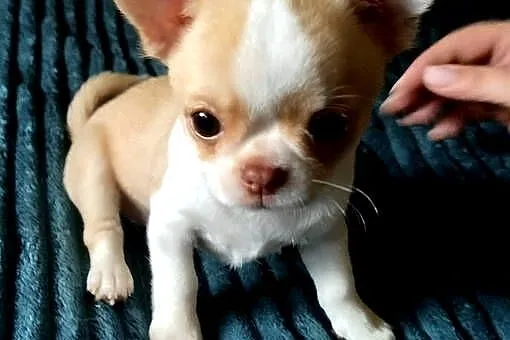 Chihuahua sunia krótkowłosa mini, Wielkopolskie, Konin