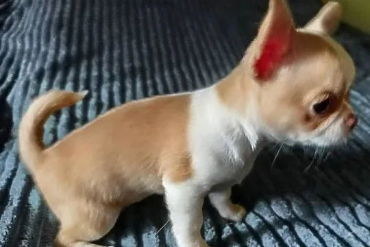 Chihuahua sunia krótkowłosa mini, Wielkopolskie, Konin