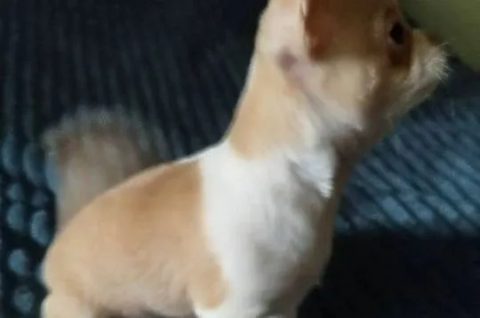 Chihuahua sunia krótkowłosa mini, Wielkopolskie, Konin
