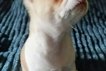 Chihuahua sunia krótkowłosa mini, Wielkopolskie, Konin