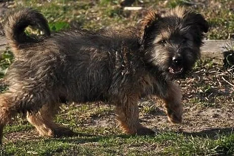 ROKI -młody pies w typie labradora,  śląskie Katow, Katowice