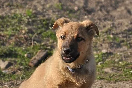 ROKI -młody pies w typie labradora,  śląskie Katow, Katowice