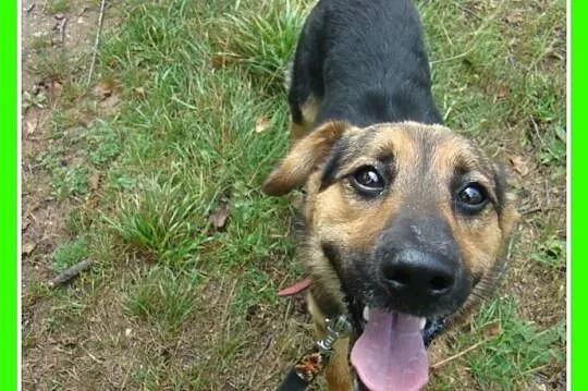 Aktywny,waga 10 kg,przyjazny,kontaktowy pies BOBIK_Adopcja