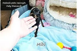 Malutki XS Piesek MIKI Pinczer miniaturowy, (Ratlerek/Sarenka) do ODBIORU!!