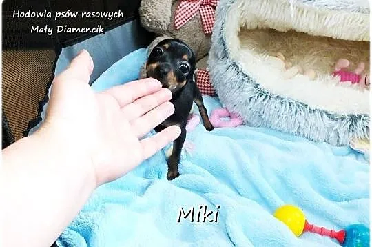 Malutki XS Piesek MIKI Pinczer miniaturowy, (Ratlerek/Sarenka) do ODBIORU!!