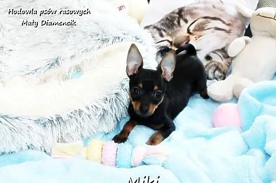 Malutki XS Piesek MIKI Pinczer miniaturowy, (Ratlerek/Sarenka) do ODBIORU!!, Lubuskie, Żary