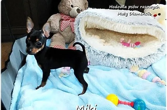 Malutki XS Piesek MIKI Pinczer miniaturowy, (Ratlerek/Sarenka) do ODBIORU!!, Lubuskie, Żary