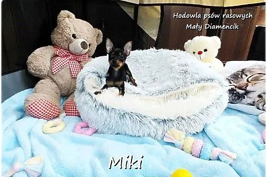Malutki XS Piesek MIKI Pinczer miniaturowy, (Ratlerek/Sarenka) do ODBIORU!!, Lubuskie, Żary