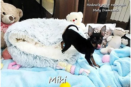 Malutki XS Piesek MIKI Pinczer miniaturowy, (Ratlerek/Sarenka) do ODBIORU!!, Lubuskie, Żary