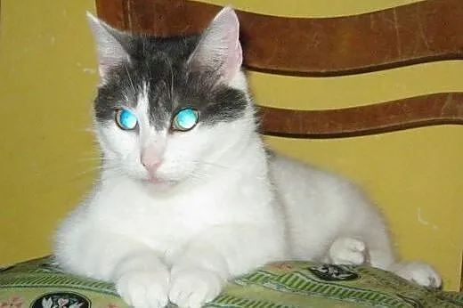 Łasia do adopcji!,  łódzkie Łódź