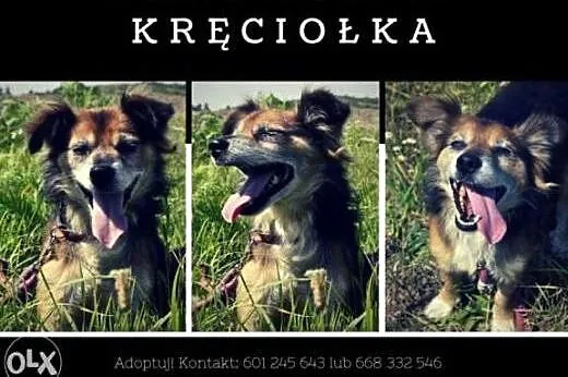 Kręciołek marzy o kochającym i odpowiedzialnym dom