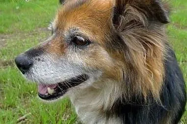 Kręciołek marzy o kochającym i odpowiedzialnym dom