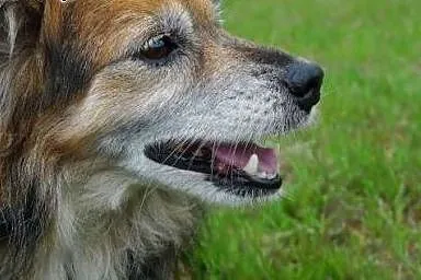 Kręciołek marzy o kochającym i odpowiedzialnym dom