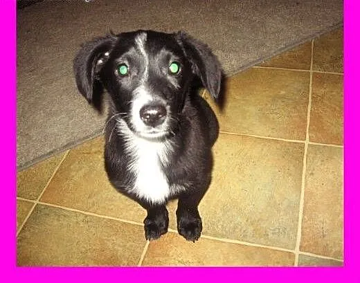 TINA-malutka 4 miesieczna,adopcja!!, świętokrzysk