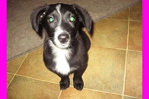 TINA-malutka 4 miesieczna,adopcja!!, świętokrzyskie Kielce