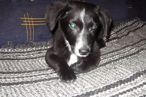 TINA-malutka 4 miesieczna,adopcja!!,  świętokrzysk