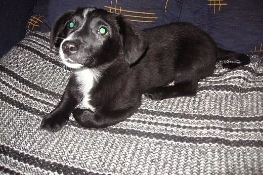 TINA-malutka 4 miesieczna,adopcja!!,  świętokrzysk