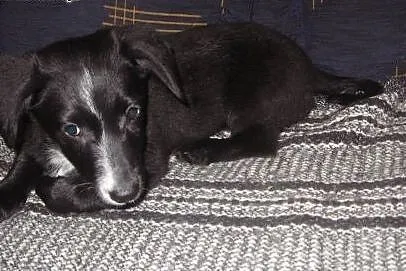 TINA-malutka 4 miesieczna,adopcja!!,  świętokrzysk