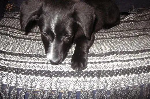 TINA-malutka 4 miesieczna,adopcja!!,  świętokrzysk