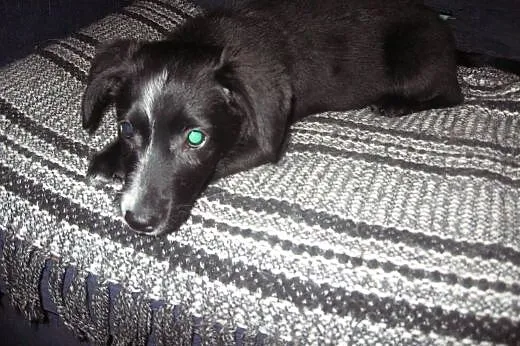 TINA-malutka 4 miesieczna,adopcja!!,  świętokrzysk