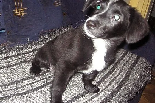 TINA-malutka 4 miesieczna,adopcja!!,  świętokrzysk