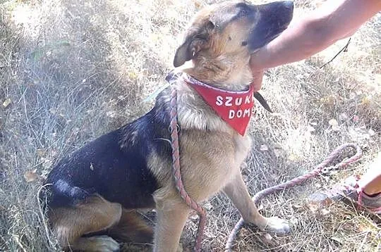 Elza - bardzo łagodna, przyjazna sunia w typie owczarka ADOPCJA