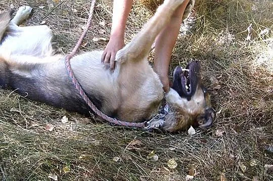Elza - bardzo łagodna, przyjazna sunia w typie owc