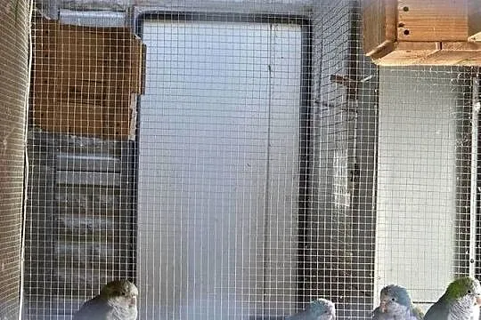 Mnicha nizinna 6 sztuk, Wielkopolskie, Sulmierzyce
