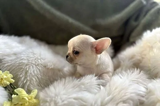 CHIHUAHUA PIĘKNY DROBNIUTKI KREMOWY PIESEK