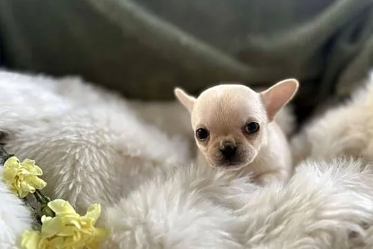CHIHUAHUA PIĘKNY DROBNIUTKI KREMOWY PIESEK, Mazowieckie, Warszawa
