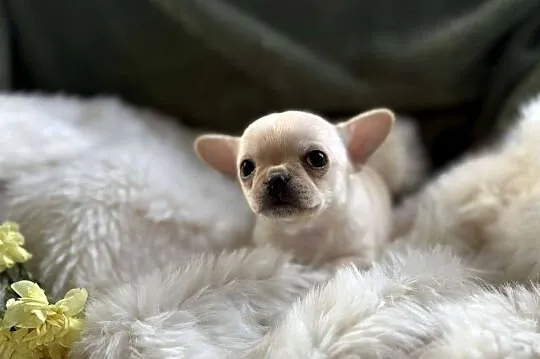CHIHUAHUA PIĘKNY DROBNIUTKI KREMOWY PIESEK, Mazowieckie, Warszawa