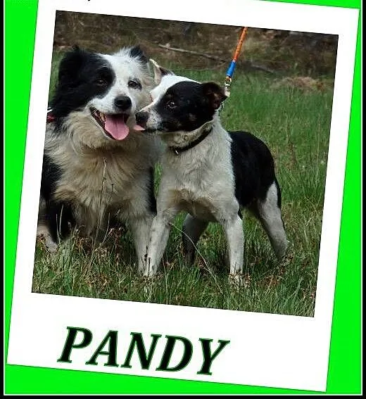 „PANDY” Małe psiaki szukają do