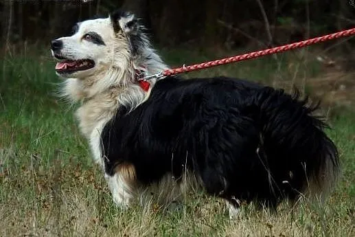 &#8222;PANDY&#8221; Małe psiaki szukają do