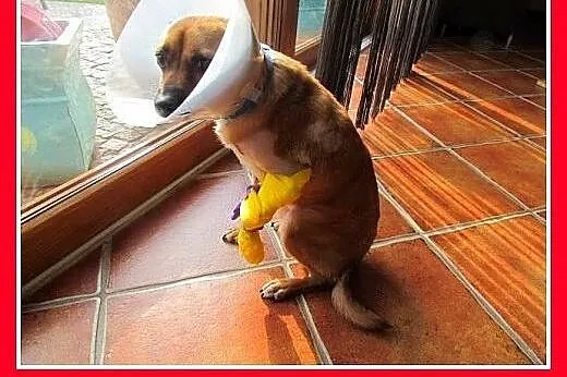 Uratowany,średni,idealny,kotolubny,dzieciolubny pi