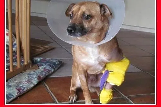Uratowany,średni,idealny,kotolubny,dzieciolubny pi