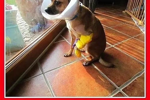 Uratowany,średni,idealny,kotolubny,dzieciolubny pi